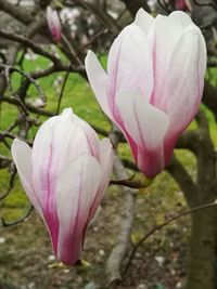 Close-up of pink crocus flower