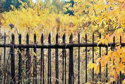 Fence by trees against sky