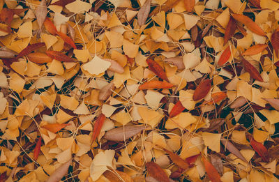 Full frame shot of maple leaves