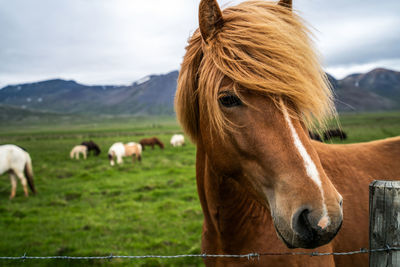 Horse in ranch