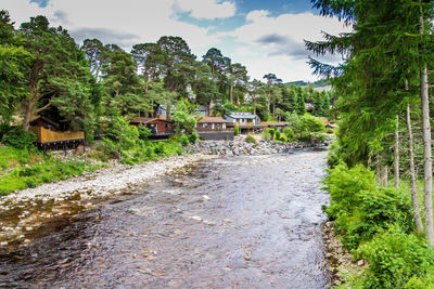 Footpath amidst trees and houses against sky