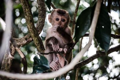 Portrait of monkey sitting on tree