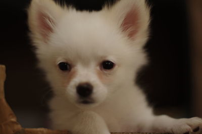 Close-up portrait of white dog at home