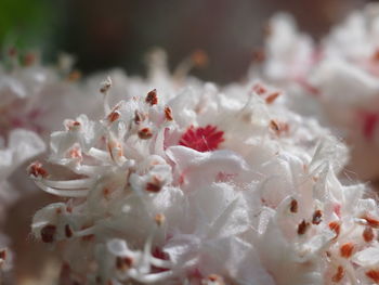 Close-up of white flowering plant