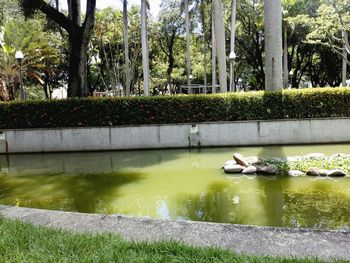 View of swan in water