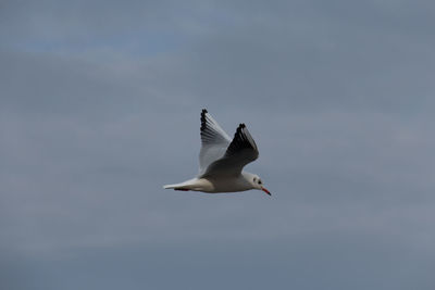 Low angle view of seagull flying against sky