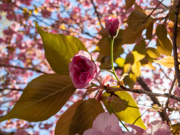 Close-up of pink cherry blossoms