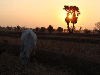 View of horse grazing on field during sunset