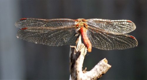 Close-up of insect perching on leaf