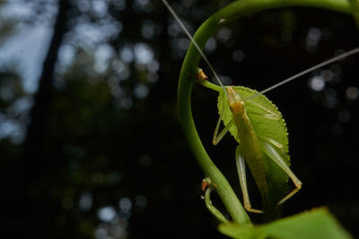 Close-up of insect on leaf
