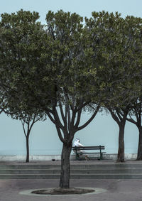 Trees by sea against clear sky