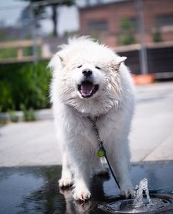 Close-up of a dog