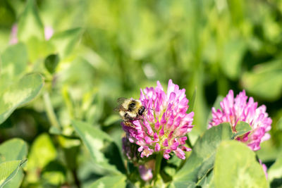 Close-up of bee on flower