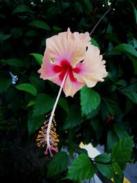 Close-up of pink hibiscus blooming outdoors