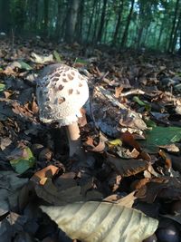 Close-up of mushroom growing on field