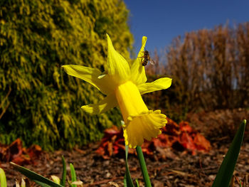 Close-up of yellow flowering plant