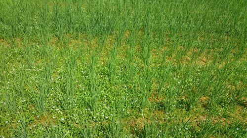 Full frame shot of fresh green field