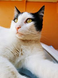 Close-up of a cat looking away