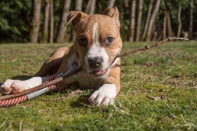 Portrait of dog sitting on grass