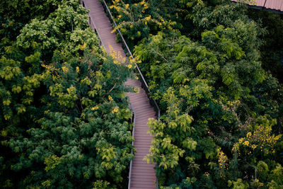 High angle view of trees in forest