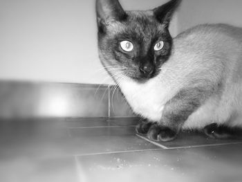 Close-up portrait of cat at home