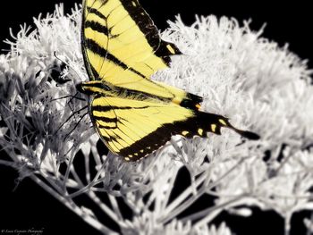 Close-up of butterfly perching on yellow flower