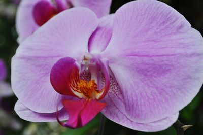 Close-up of pink orchid