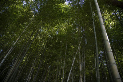 Low angle view of bamboo trees in forest