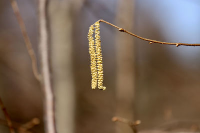 Close-up of flowering plant