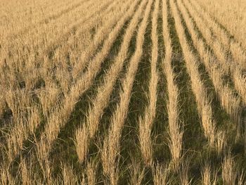 Full frame shot of wheat field