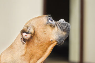 Close-up of dog looking away