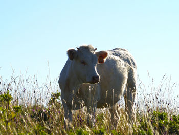 Cow on field against clear sky