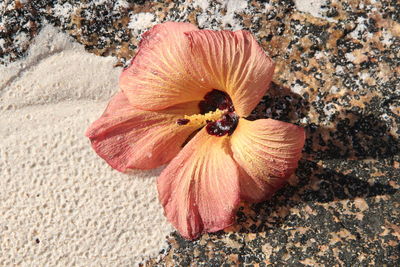 High angle view of orange flower on rock
