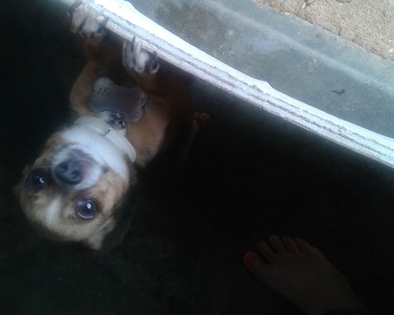 HIGH ANGLE VIEW OF DOG IN KITCHEN