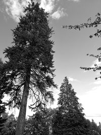 Low angle view of pine tree against sky