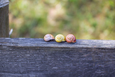 Close-up of snail on table