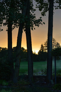 Trees on field against sky during sunset