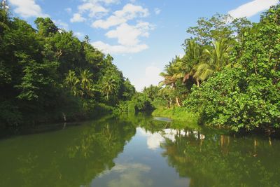 Reflection of trees in calm lake