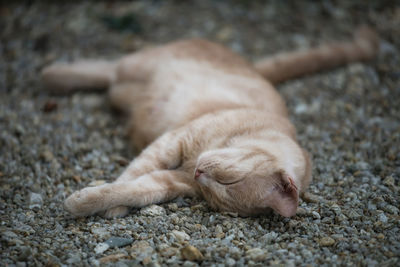 Close-up of a cat sleeping on ground