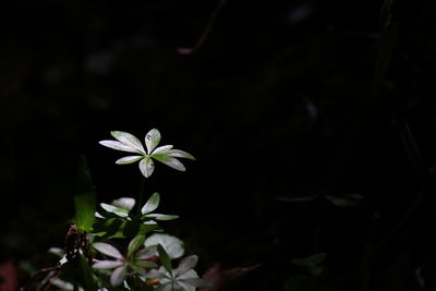 Close-up of flowers blooming outdoors