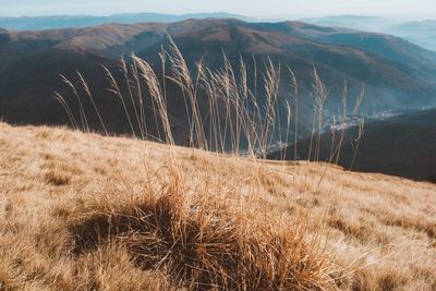 Grass on field by mountains against sky