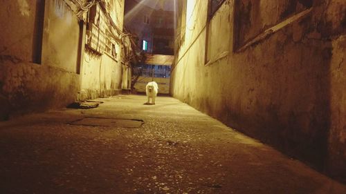 Rear view of woman with dog walking in corridor