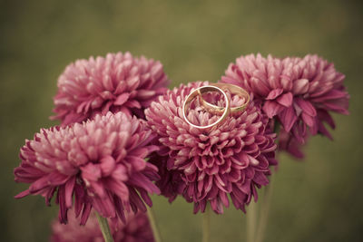 Close-up of pink flower