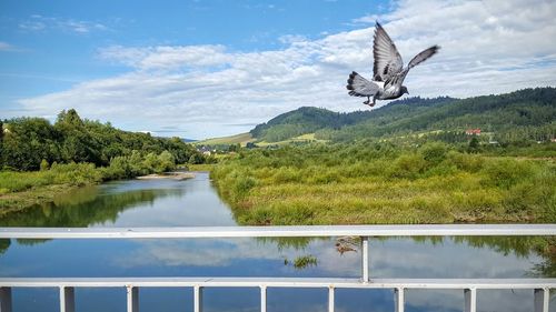 Bird flying over lake against sky