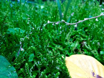 Close-up of plant