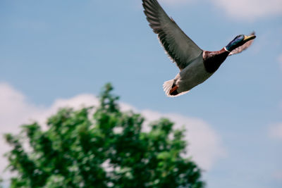 Low angle view of duck flying