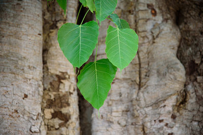 Close-up of ivy growing on tree trunk