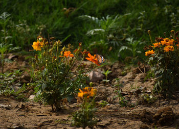 Close-up of orange flowering plants on field