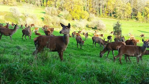 Horses grazing on field