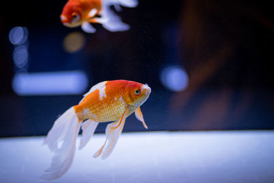 Close-up of goldfish swimming in aquarium